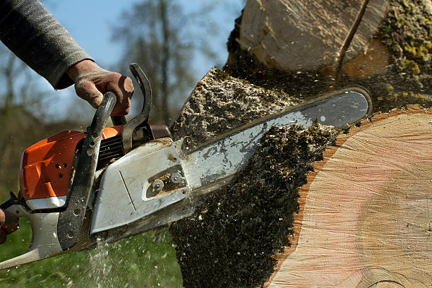 Best Root Management and Removal  in Worthington, MN
